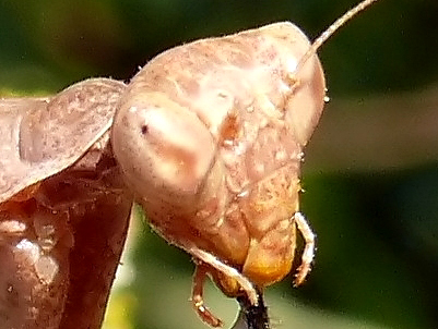 Insetti dalla Croazia : 19. Ameles spallanzania (Mantodea)